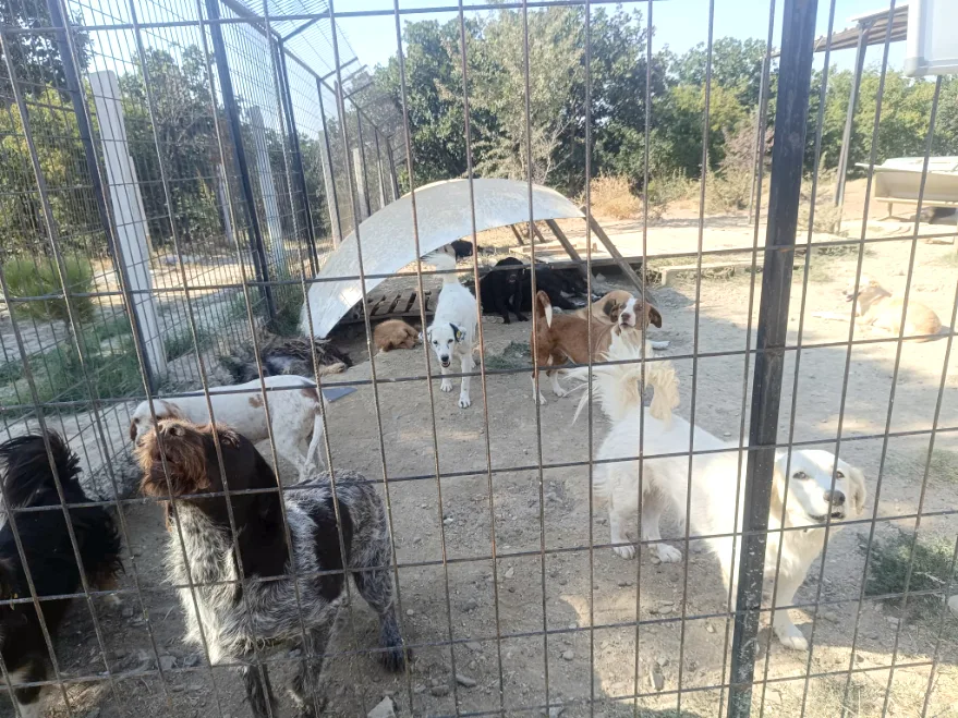 Keşan hayvan barınağında 1928 köpek ve 55 kedi barınıyor