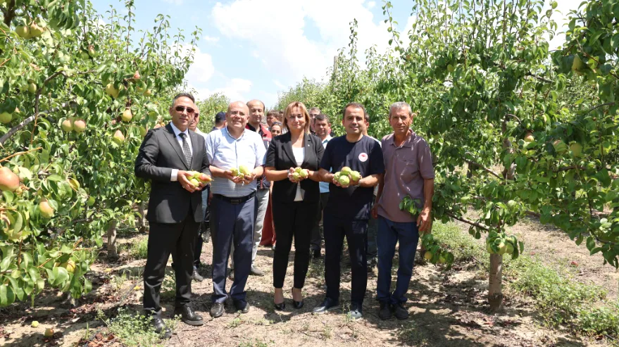 Santa Maria armutunda hasat zamanı