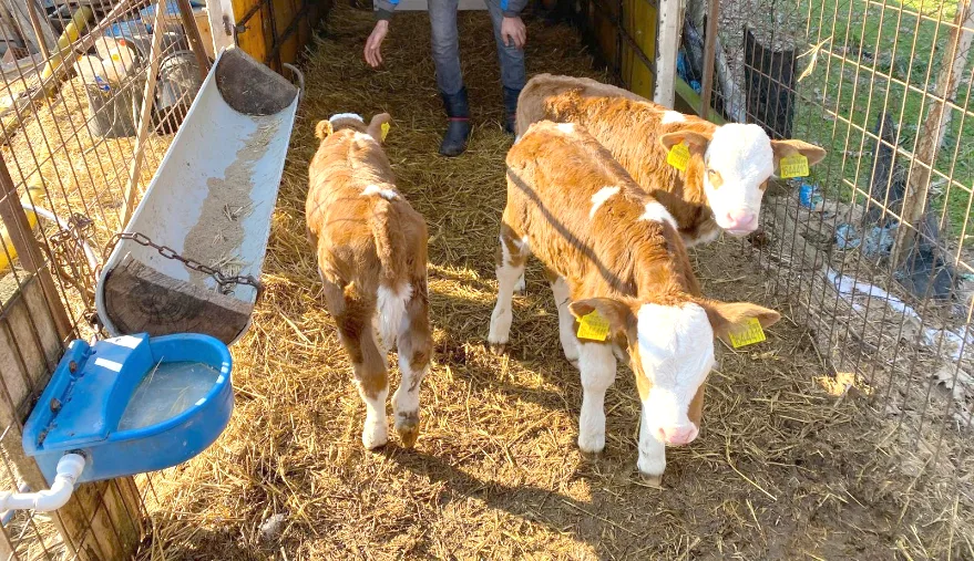 Edirne’de Dijital Buzağı Sağlığı Projesi için başvurular başladı