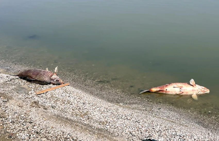 Tekirdağ’da su seviyesi düşen gölette balık ölümleri yaşandı