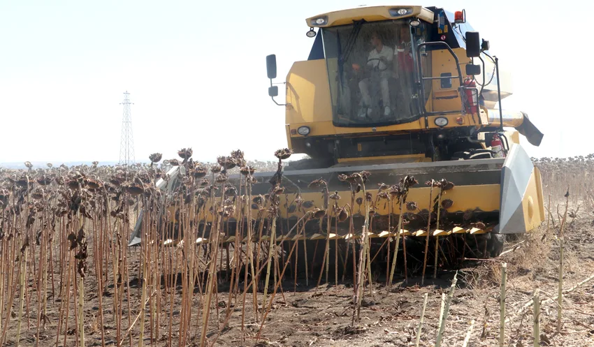 Tekirdağ’da ayçiçeğinde farklı ekim dönemlerinin verime etkisi araştırılıyor