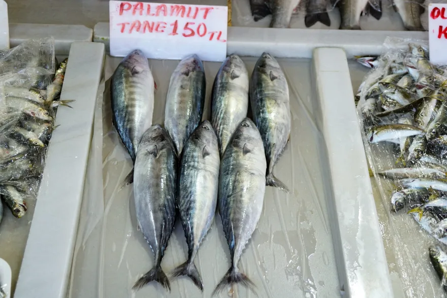 Tekirdağ’da palamutlar tezgahları süslemeye başladı
