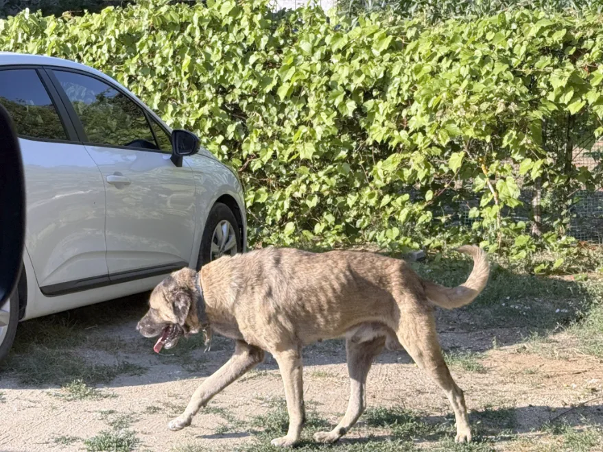 Esetçe’de okul öncesi başıboş köpek tedbiri