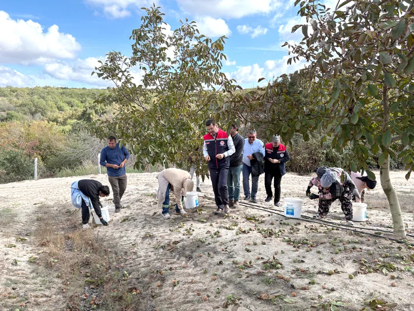 Tekirdağ’da ceviz bahçelerinde hasat mesaisi başladı